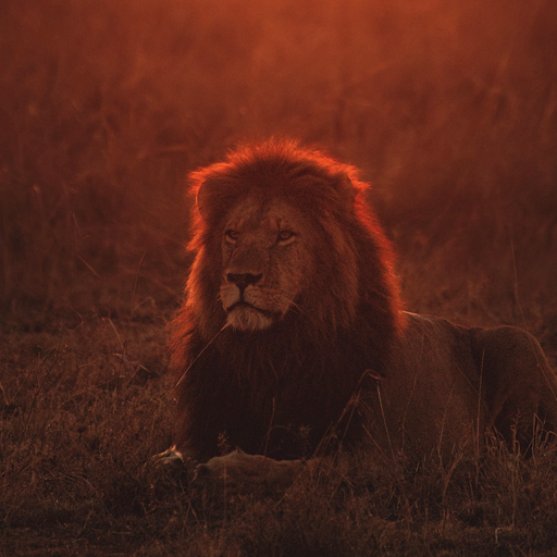 Lions Wallpapers icon