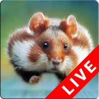 Hamster Live Wallpapers on 9Apps