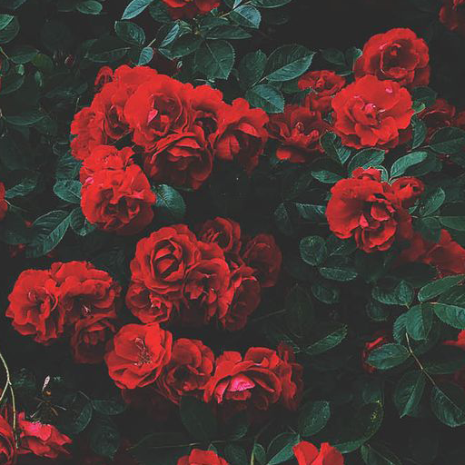 Roses Wallpaper icon