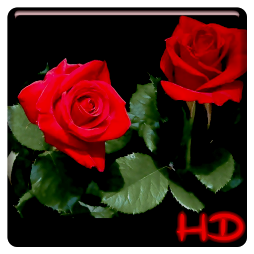 Red Rose APUS Live Wallpaper icon