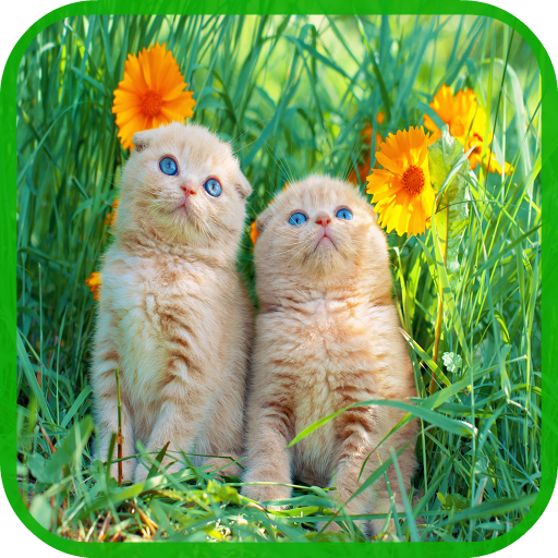 Cat Wallpaper Cute HD icon