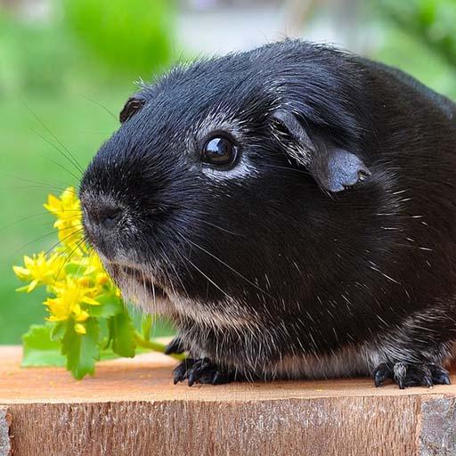 Guinea Pig Sounds - Ringtone,Alarm &amp; Notification icon