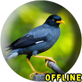 ikon Suara Jalak Kebo Gacor Offline - kicau jalak kebo