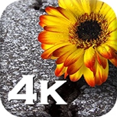 Flowers Wallpaper-HD Wallpapers icon