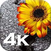 Flowers Wallpaper-HD Wallpapers on 9Apps