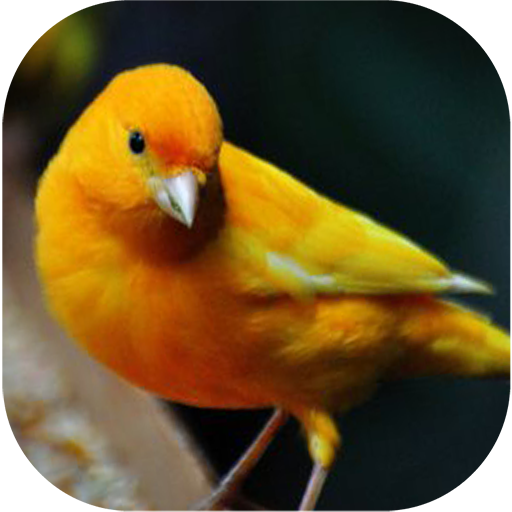 Canary Bird Wallpapers icon