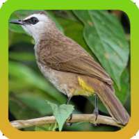 Mp3 Koleksi Suara Pikat Burung Trucukan Offline on 9Apps