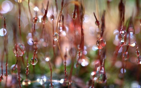 Drops of Water Photo screenshot 4