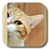 Kitty Cat Live Wallpaper icon