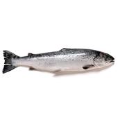 Angel Finder BALZER icon