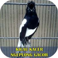 Kicau Kacer Ngeplong Gacor on 9Apps
