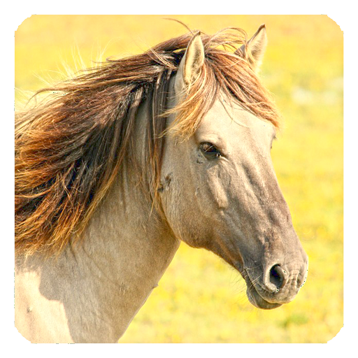 Horses Live Wallpaper icon