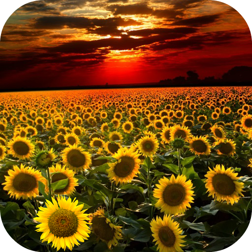 ikon Sunflower Live Wallpaper