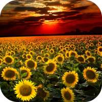 Sunflower Live Wallpaper on 9Apps