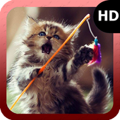 Little Cat Wallpaper icon