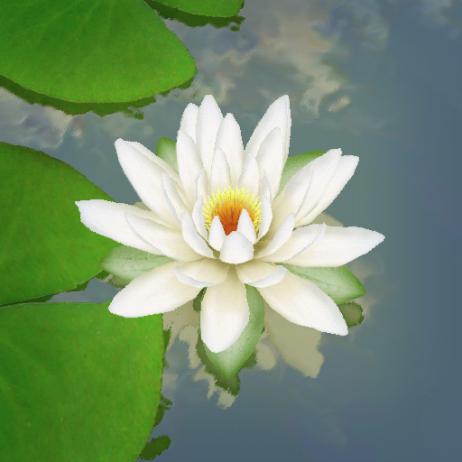 3D Lotus Pond Live Wallpaper icon