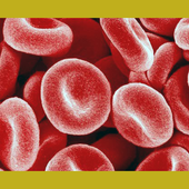 Blood Group Type Detector - Prank icon