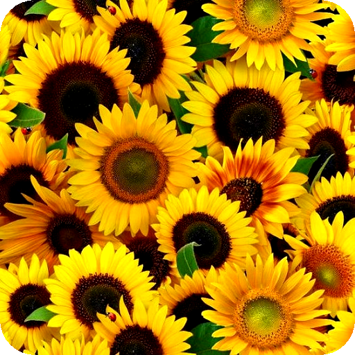 Flower Images, Flower Wallpapers, Roses icon