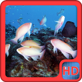 Tropical Colorful Fish lwp icon