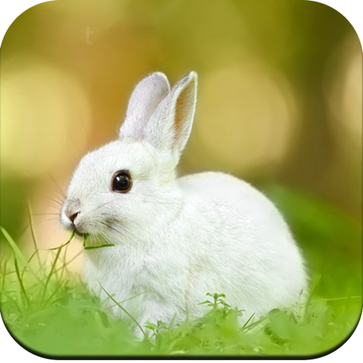 Rabbit wallpaper icon