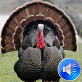 Turkey Sounds Ringtones icon