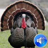 Turkey Sounds Ringtones on 9Apps