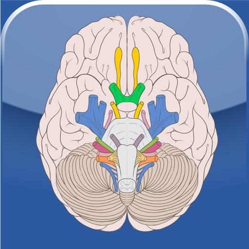 Cranial Nerves icon