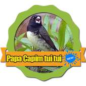 Canto Papa Capim Tui Tui Puro