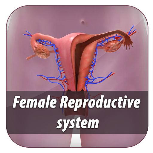 female reproductive system 3d models explained icon