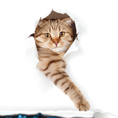 Cute Cat Sounds icon