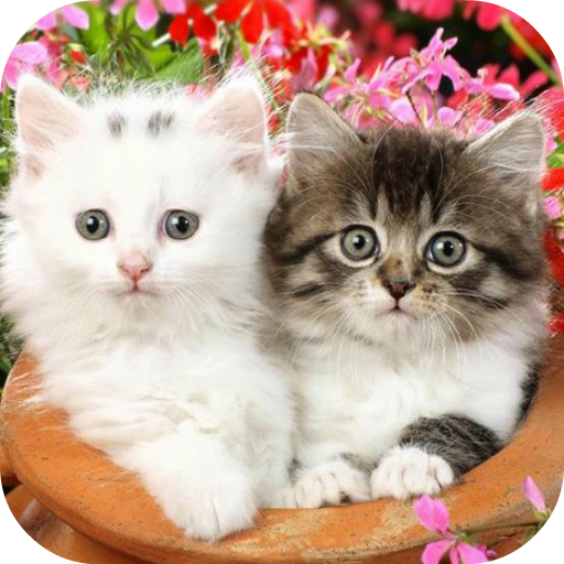 Cute Baby Animals Pictures icon