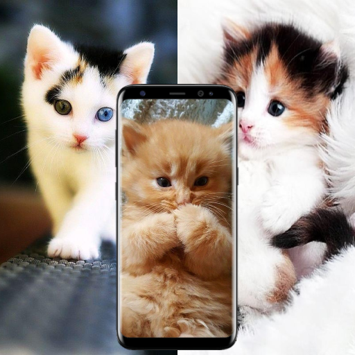 Cat Live Wallpaper icon