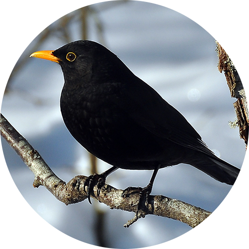 Black Bird (Animal) Calls &amp; Singing icon