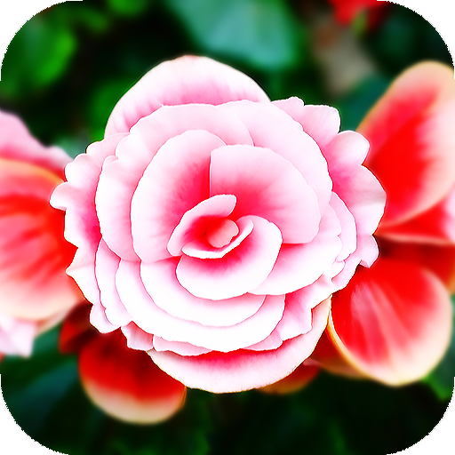 Rose Wallpaper: backgrounds hd icon