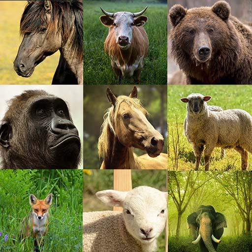 Animal Sounds -Ringtone,Alarm &amp; Notification Sound icon