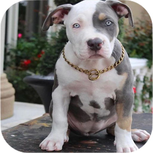 Pitbull Wallpapers icon