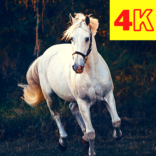 Horse Wallpaper: Beautiful Horse Images 4K icon