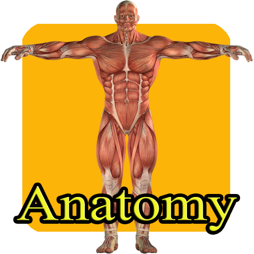 Aprender anatomia humana niños icon