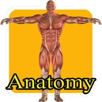 Aprender anatomia humana niños on 9Apps