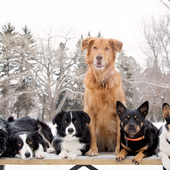 Dogs and Puppies Jigsaw Puzzle icon