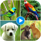 Animal Sounds App: Beautiful Birds Sounds icon