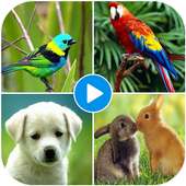 Animal Sounds App: Beautiful Birds Sounds