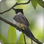 Sooty Headed Bulbul Bird Call Sounds Ringtone icon