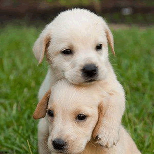 WASIL Basic Calculator icon