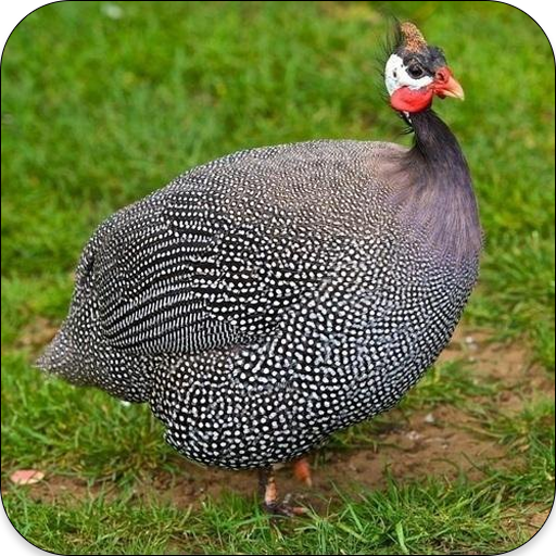 Guinea Fowl Sounds &amp; Calls icon