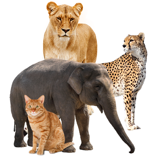 تعليم اصوات الحيوانات و صور و  иконка