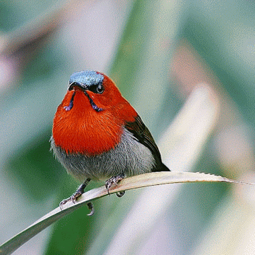 Red Bird Live Wallpaper icon