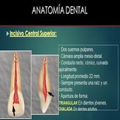 ikon Anatomia Dental- Endodoncia