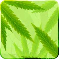 MaryJane Free Live Wallpaper