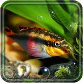 Fishes Aquarium on 9Apps